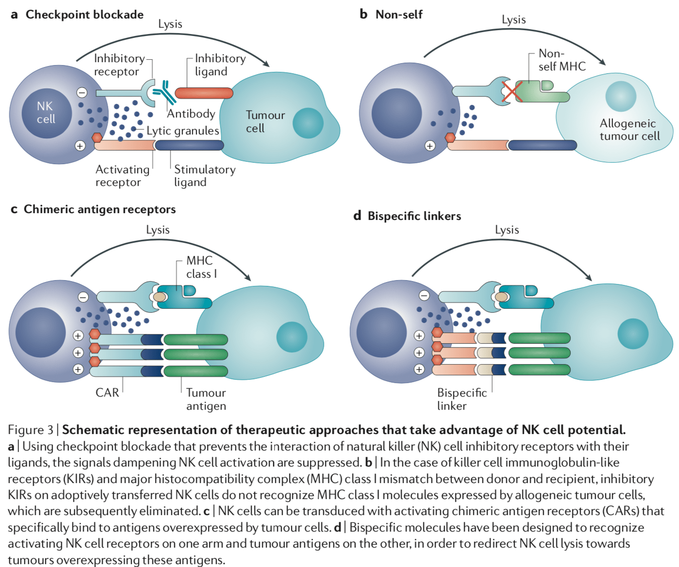 Natural Killer Cells Fighting Cancer with the 'Secret Police